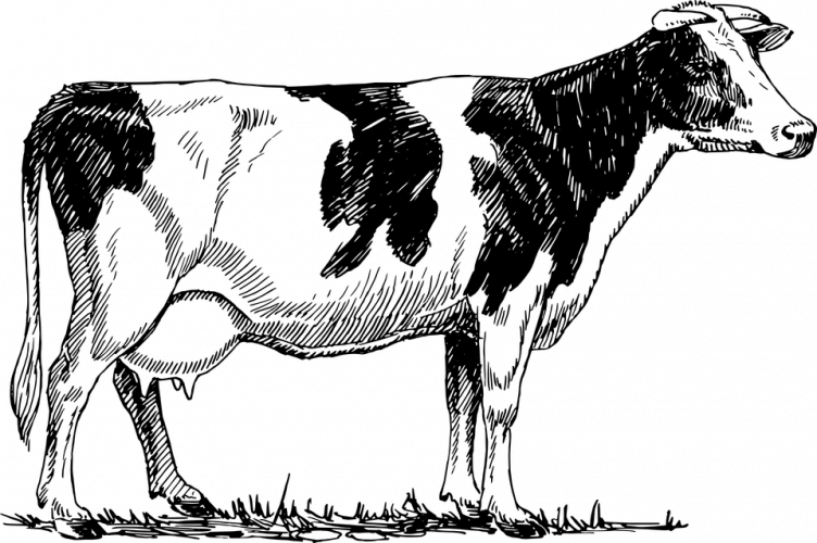 cattle-153038_960_720.png